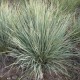 Festuca Glauca